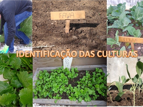 BIO HORTA: identificação das culturas